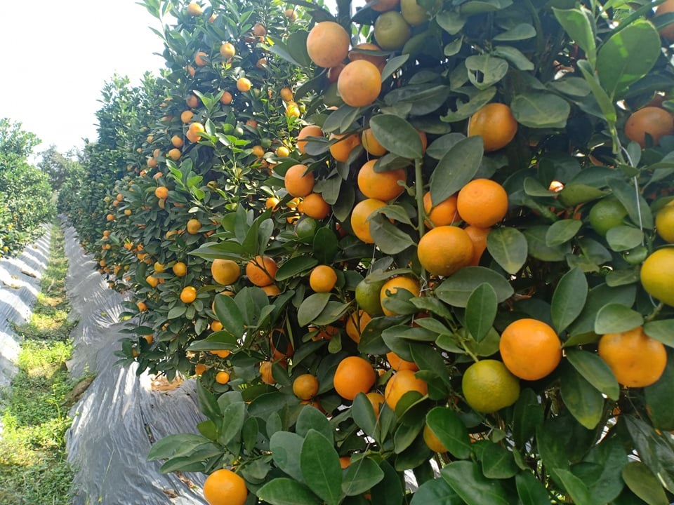 Vựa quất cảnh xứ Thanh cháy hàng trước Tết - 4 Vựa quất cảnh xứ Thanh cháy hàng trước Tết - 4