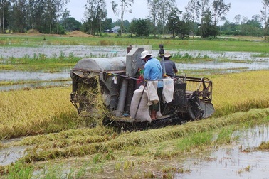 Hậu bão số 16, hàng chục nghìn ha lúa đổ ngã, 38 căn nhà hư hỏng