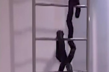 Lộ diện robot “rắn” có thể… leo trèo, bơi lội