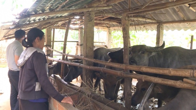 Mô hình nuôi trâu ở huyện Minh Long