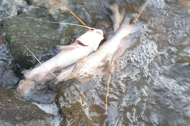 Trại heo xả thải, cá chết nổi lềnh bềnh trên suối