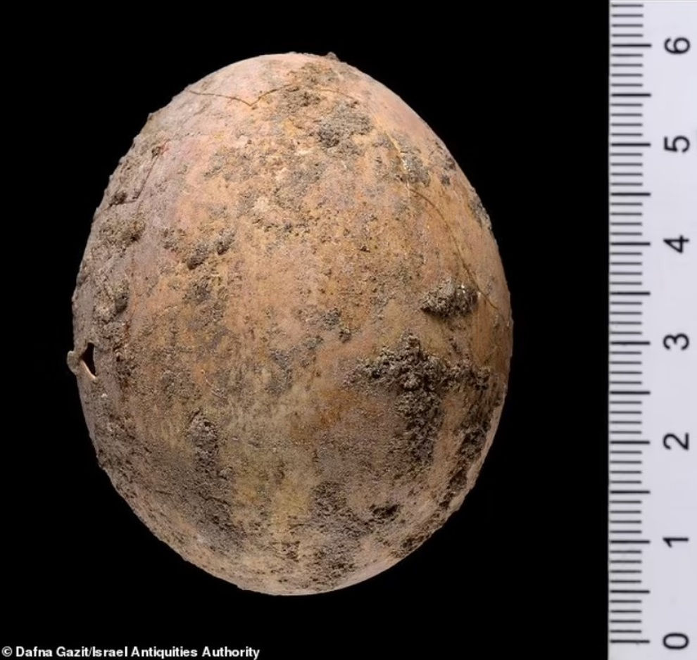 Quả trứng gà nguyên vẹn qua 1.000 năm nhờ rơi vào… bệ xí - 2