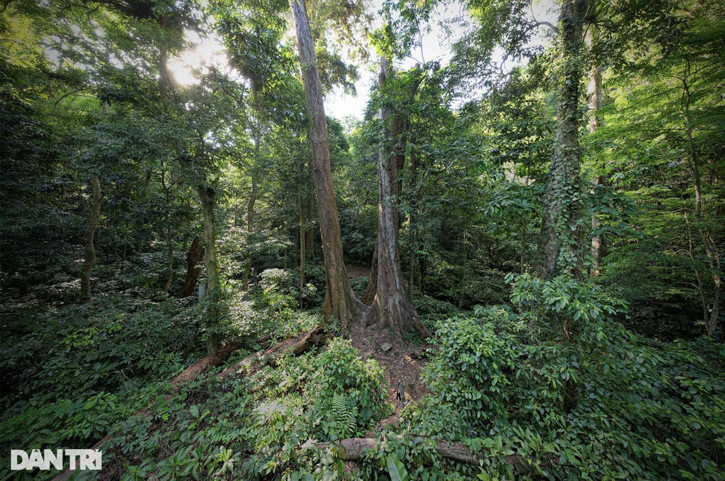 Việt Nam nhận 51,5 triệu USD từ World Bank do giảm phát thải carbon - 1 Việt Nam nhận 51,5 triệu USD từ World Bank do giảm phát thải carbon - 1