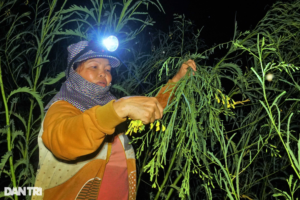 Soi đèn xuyên đêm gom bông điên điển mùa nước nổi - 3