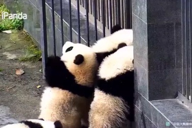 Đàn gấu trúc rủ nhau "vượt ngục"