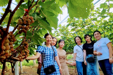 Thử nghiệm trồng nho ngoại, ông thợ gặt nhận kết quả bất ngờ