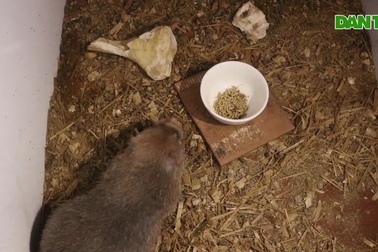 Mày mò nuôi dúi giữa vùng khó