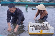 Vỡ hồ nuôi ốc hương, nhiều hộ dân mất trắng tiền tỷ