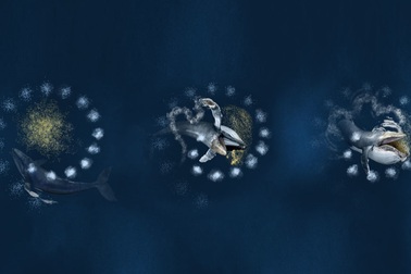 Cá voi lưng gù giăng lớp bẫy bong bóng để săn bắt mồi