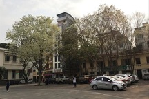 Có nên bán cây sưa "hàng ngàn tỷ" trên đường phố?