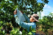 Làm trang trại mini trên vùng đất trũng, nông dân bỏ túi gần 400 triệu/năm