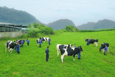 Công ty sữa lâu đời nhất Việt Nam lãi kỷ lục năm 2023