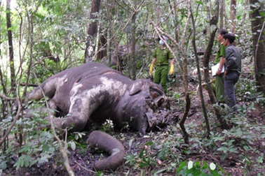 “Cơn lốc” săn ngà đẩy voi đến vực tuyệt chủng