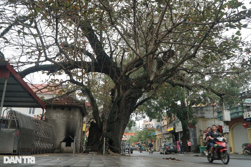Cây bàng cổ thụ, hàng trăm năm tuổi có đường kính 4 người ôm không xuể - 3 Cây bàng cổ thụ, hàng trăm năm tuổi có đường kính 4 người ôm không xuể - 3