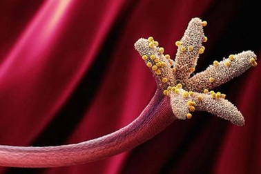 Ảnh ấn tượng của phấn hoa dưới kính hiển vi