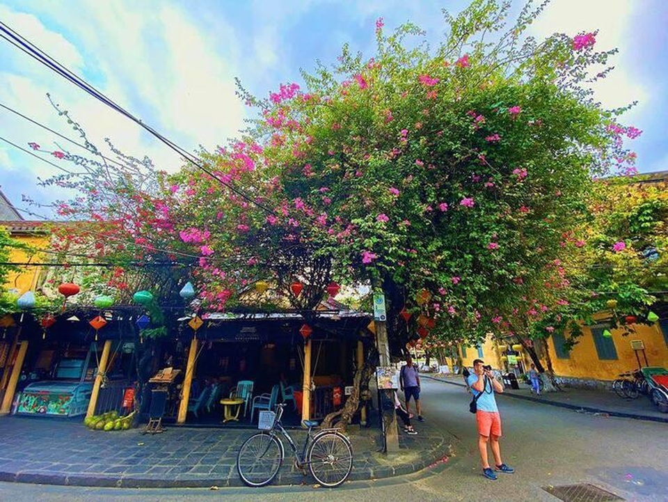 Giàn hoa giấy sống ảo ở Hội An trơ trụi sau bão - 2 Giàn hoa giấy sống ảo ở Hội An trơ trụi sau bão - 2