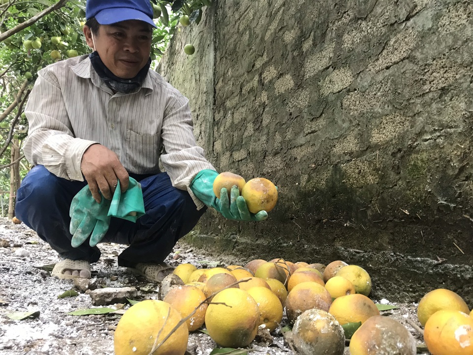 Nuốt nước mắt nhìn cam đặc sản nức tiếng rụng dần - 13 Nuốt nước mắt nhìn cam đặc sản nức tiếng rụng dần - 13