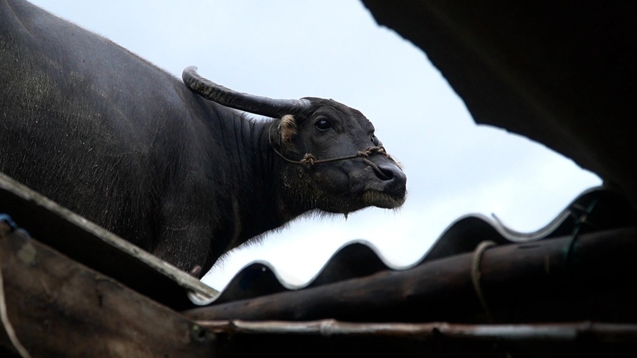 Năm ngày mắc kẹt trên mái nhà, con trâu vẫn đứng đợi chủ giữa rốn lũ