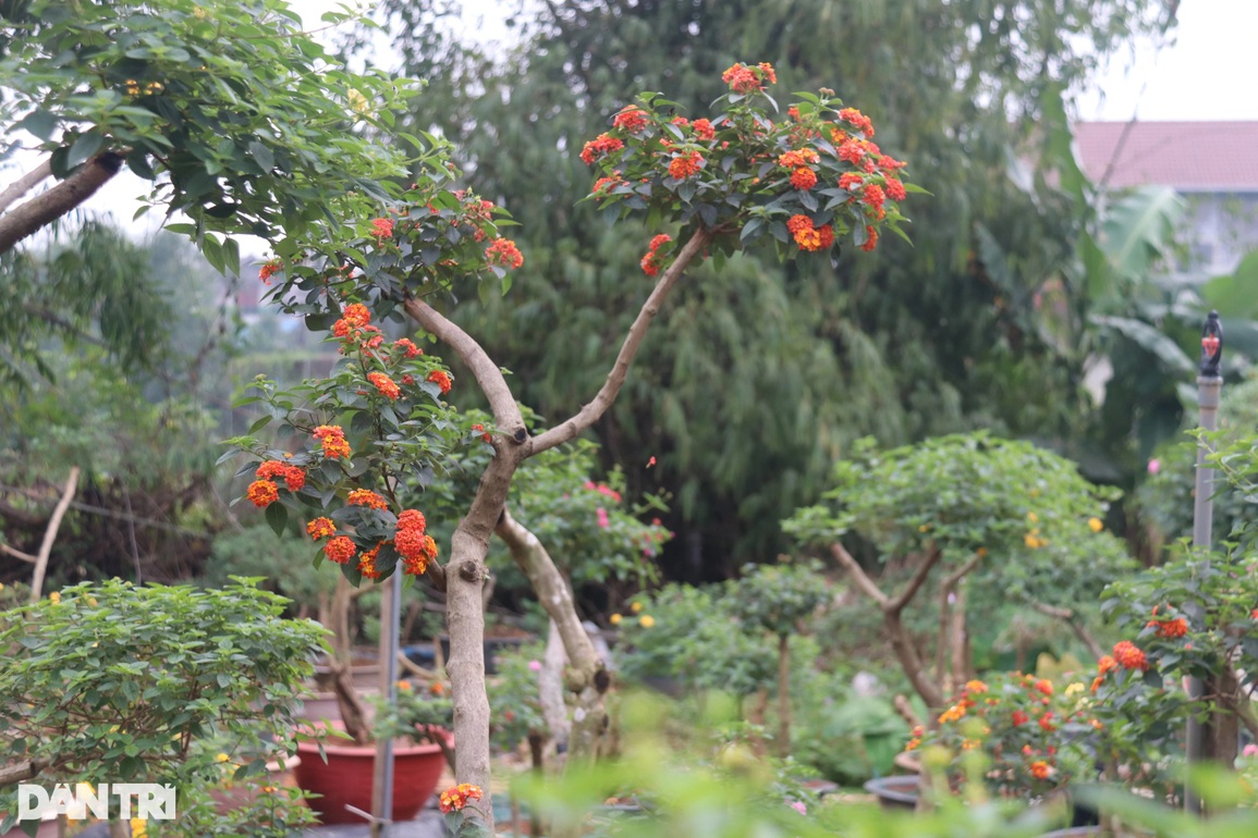 Bỏ việc về trồng hoa dại, vợ chồng trẻ bỏ túi hàng trăm triệu đồng - 9 Bỏ việc về trồng hoa dại, vợ chồng trẻ bỏ túi hàng trăm triệu đồng - 9