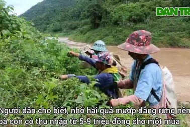 Thứ trái đắng mọc dại trên rừng mang lại thu nhập khá