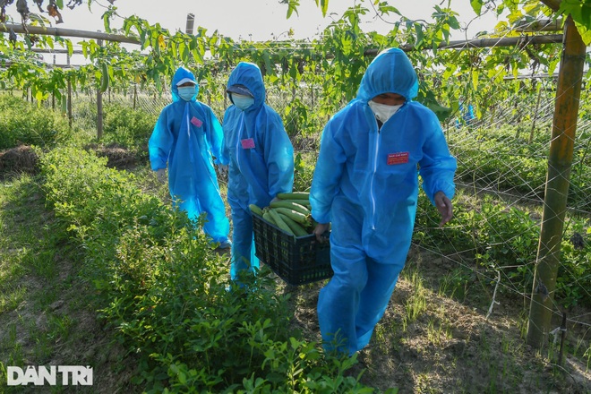 Tâm dịch Bắc Ninh: Nông dân không ra đồng, lúa và hoa màu tự chất đầy nhà - 17 Tâm dịch Bắc Ninh: Nông dân không ra đồng, lúa và hoa màu tự chất đầy nhà - 17