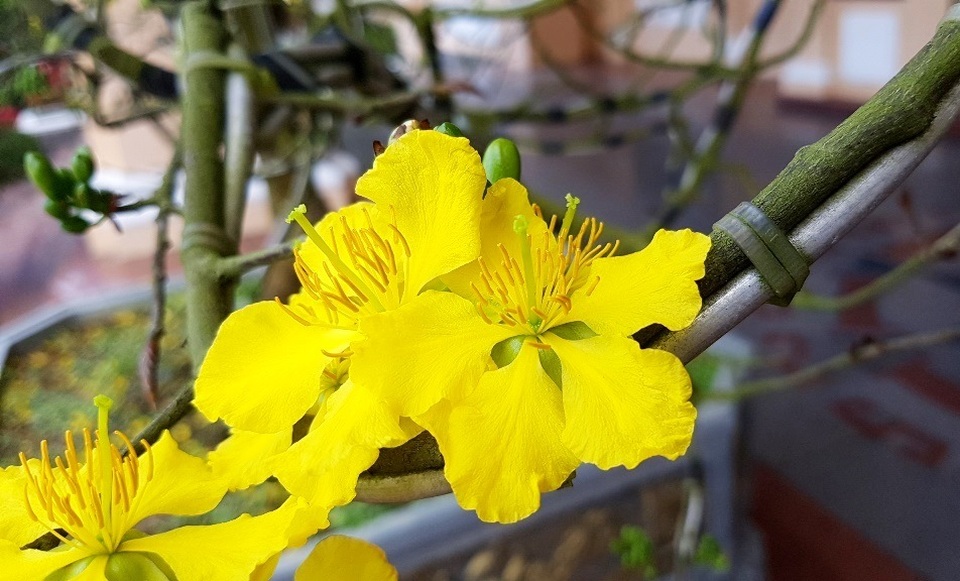 Chiêm ngưỡng cây mai độc lạ, dáng “bình phong” tại Huế - 6 Chiêm ngưỡng cây mai độc lạ, dáng “bình phong” tại Huế - 6