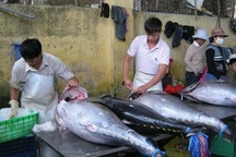 Đầu xuân, ngư dân trúng lớn cá ngừ đại dương