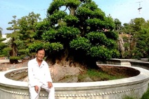 Ngắm 3 cây cảnh "già nua" giá khoảng 50 tỷ đồng của lão nghệ nhân