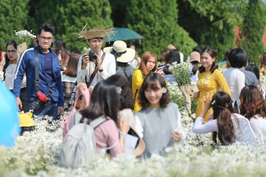 Nhiếp ảnh gia "bó tay" trước cảnh chen chân trong vườn cúc hoạ mi ở Hà Nội