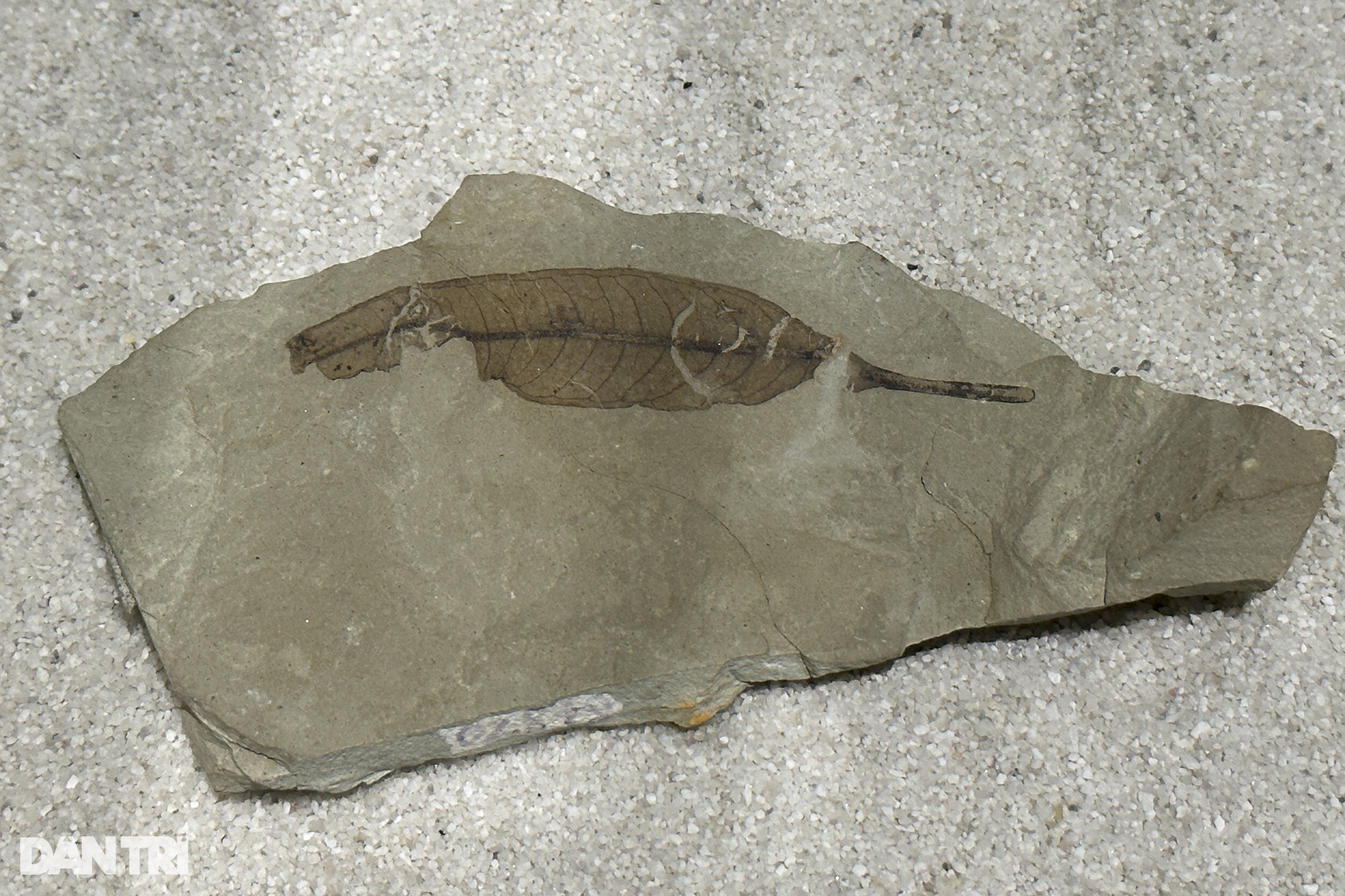 Hóa thạch tuyệt đẹp từ hàng trăm triệu năm trước được trưng bày tại Hà Nội - 14
