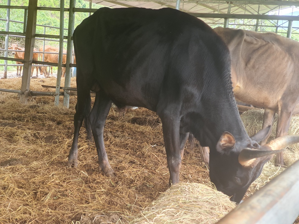 Đàn bò tót quý gày trơ xương bây giờ được chăm sóc thế nào? - 5 Đàn bò tót quý gày trơ xương bây giờ được chăm sóc thế nào? - 5