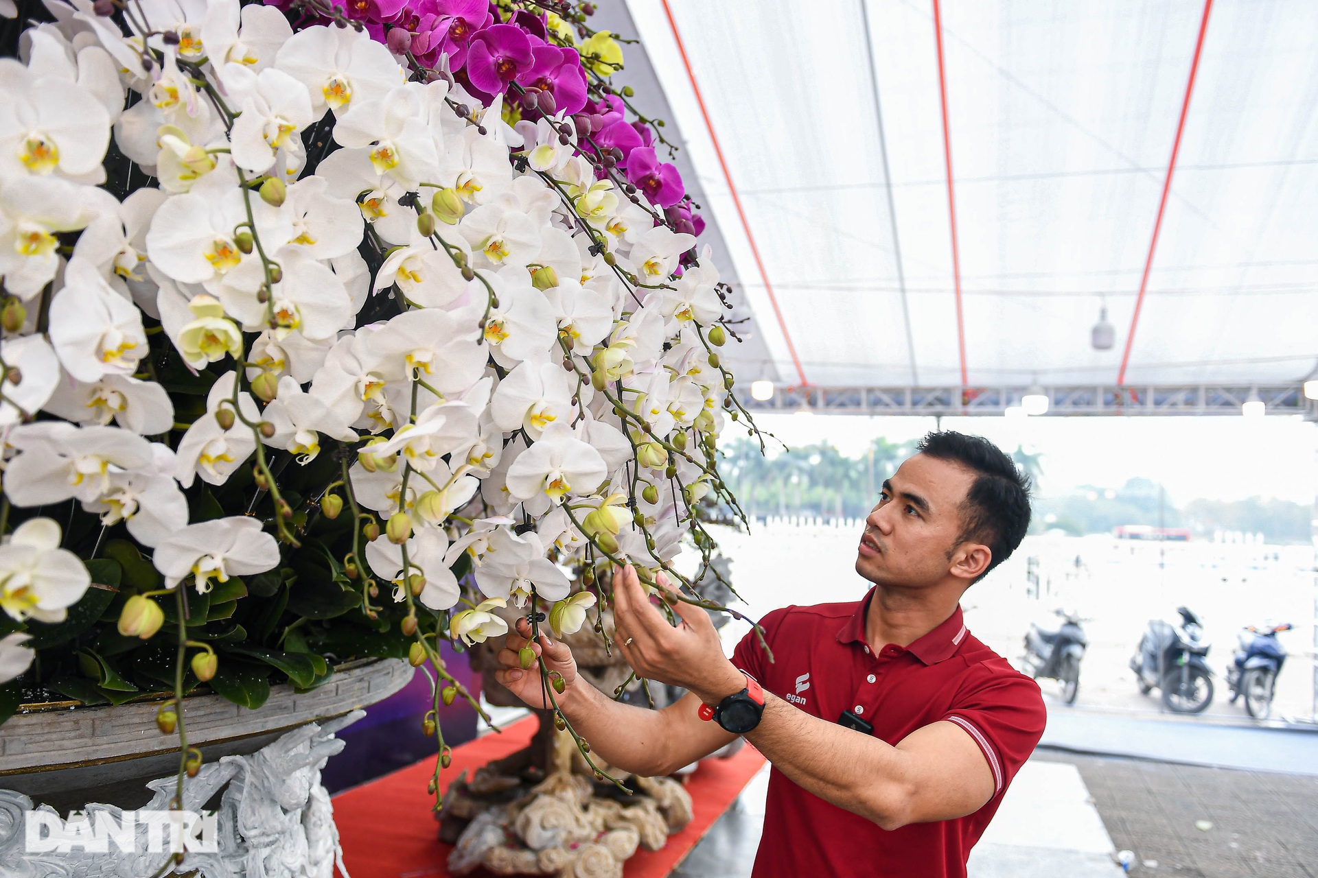 Cắm hoa lan thuê dịp Tết, bỏ túi cả triệu đồng một ngày ở Hà Nội - 5 Cắm hoa lan thuê dịp Tết, bỏ túi cả triệu đồng một ngày ở Hà Nội - 5