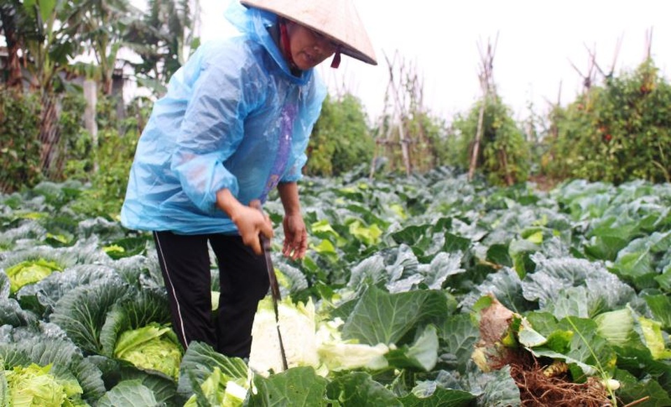 Cà chua rụng đỏ gốc, bắp cải nở bung, cho không ai lấy - 5 Cà chua rụng đỏ gốc, bắp cải nở bung, cho không ai lấy - 5