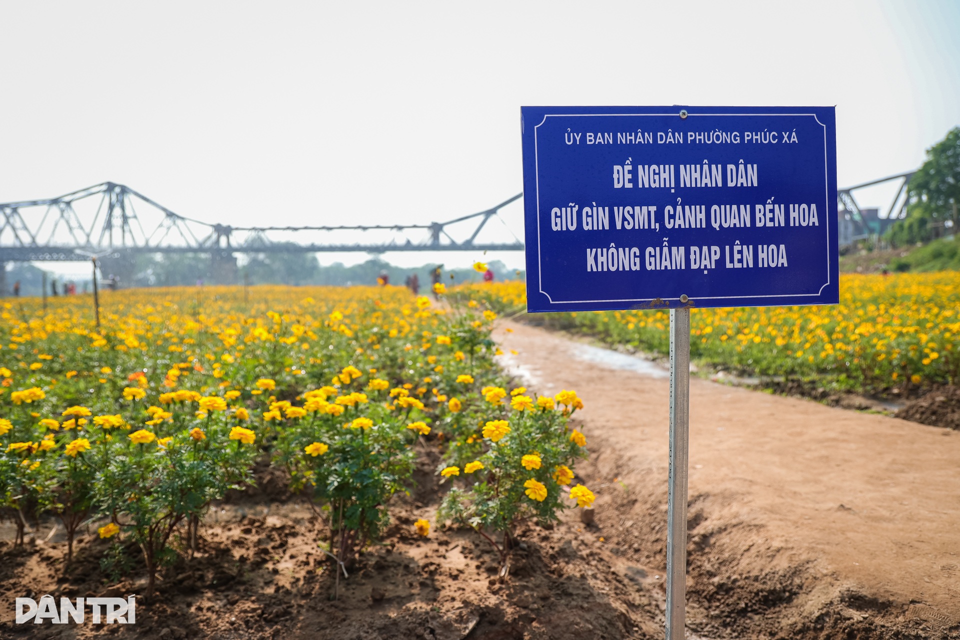 Vakna klockan 3, res 30 km för att ta virtuella foton i krysantemumträdgården vid foten av Long Bien-bron - 13 Dậy từ 3h, vượt 30km chụp ảnh sống ảo ở vườn hoa cúc chân cầu Long Biên - 13