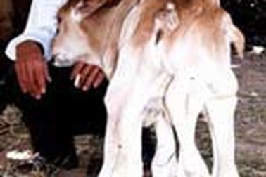 Bê 6 chân, 2 đuôi