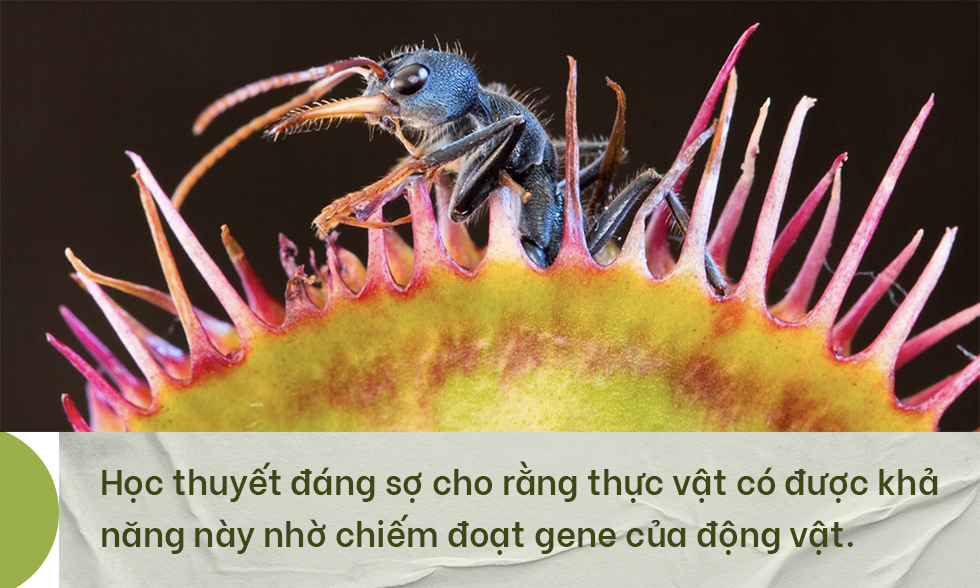 Phát hiện chấn động về chặng đường tiến hóa biến thực vật thành cây ăn thịt - 9 Phát hiện chấn động về chặng đường tiến hóa biến thực vật thành cây ăn thịt - 9