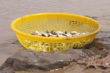 Thiếu niên đánh chết người khi đi bắt nghêu