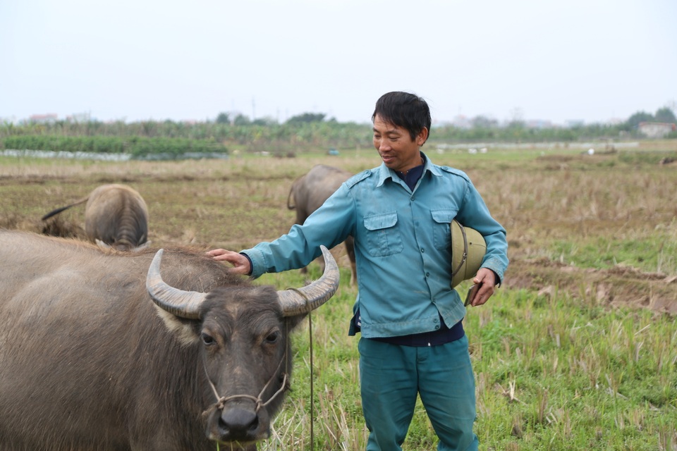 Thợ chăn trâu thịt, 365 ngày/năm đều ở ngoài đồng... - 5 Thợ chăn trâu thịt, 365 ngày/năm đều ở ngoài đồng... - 5