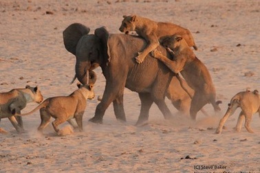 Khoảnh khắc voi con đơn độc chống trả đàn sư tử săn mồi