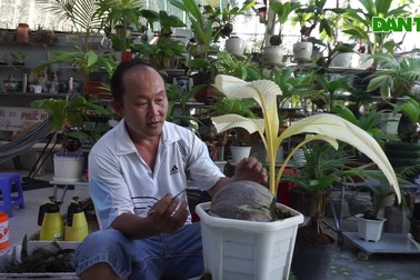 Thầy giáo miền Tây có bộ sưu tập "khổng lồ" hơn 500 cây dừa đột biến