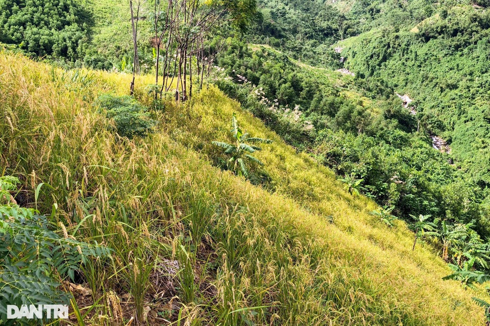 Mùa tuốt lúa sống nhờ… nước trời ở Quảng Ngãi - 1 Mùa tuốt lúa sống nhờ… nước trời ở Quảng Ngãi - 1