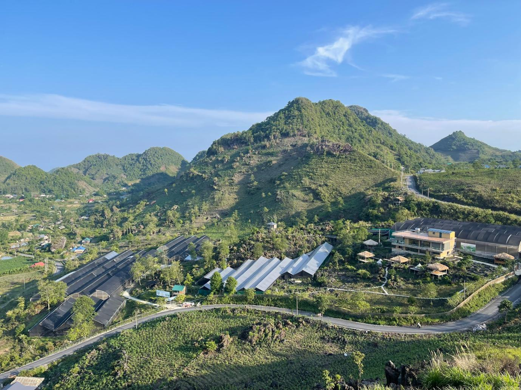 Cỏ Mềm phát triển vùng trồng sâm Lai Châu để nâng tầm giá trị - 2 Cỏ Mềm phát triển vùng trồng sâm Lai Châu để nâng tầm giá trị - 2