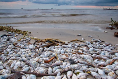 Đề nghị Chính phủ báo cáo Quốc hội về vụ cá biển chết