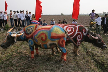 “Tranh trâu” Đọi Sơn: Độc nhất vô nhị!
