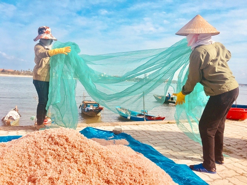 Kiếm 10 triệu/đêm, nhờ ra biển xúc hàng tấn con nhảy lao xao - 7 Kiếm 10 triệu/đêm, nhờ ra biển xúc hàng tấn con nhảy lao xao - 7