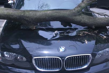 Cành cây rơi làm bẹp xe BMW