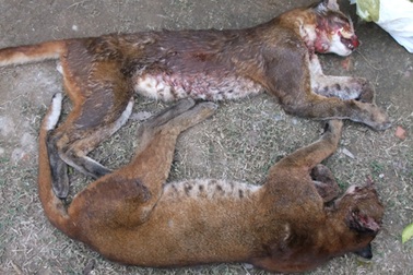 Phát hiện 2 cá thể nghi báo lửa trên xe khách 