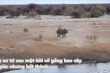 Tê giác cái đang mang thai lọt vào vòng vây của bầy sư tử và cái kết