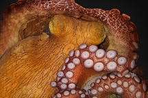 Phát hiện bạch tuộc sở hữu "năng lực" đặc biệt giống hệt như người