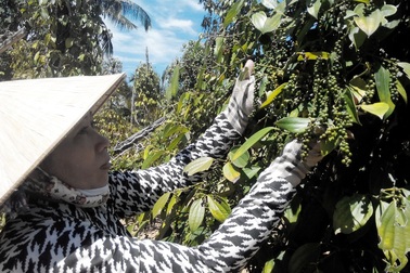 Mỗi năm, Việt Nam xuất khẩu trên 1 tỷ USD hồ tiêu